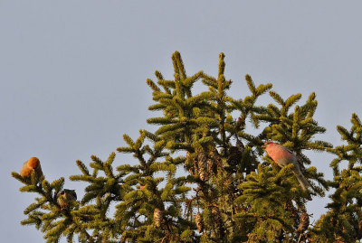 Tallbit-Pine grosbeak-(Pinicola Enucleator)