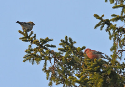 Tallbit-Pine grosbeak-(Pinicola Enucleator)