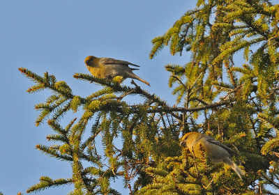 Tallbit-Pine grosbeak-(Pinicola Enucleator)