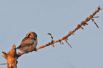 Hkuggla-Northern hawk owl-(Surnia Ulula)