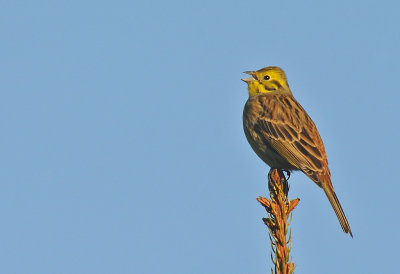 Gulsparv-Yellowhammer-(Emberiza Citrinella)