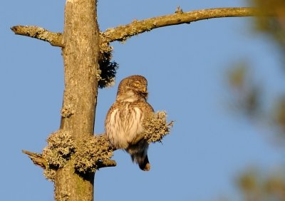 Sparvuggla-Eurasian pygmy owl-(Glaucidium Passerinum)