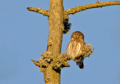 Sparvuggla-Eurasian pygmy owl-(Glaucidium Passerinum)
