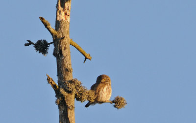 Sparvuggla-Eurasian pygmy owl-(Glaucidium Passerinum)
