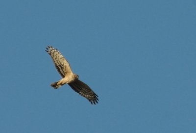 Bl krrhk-Hen harrier-(Circus Cyaneus)