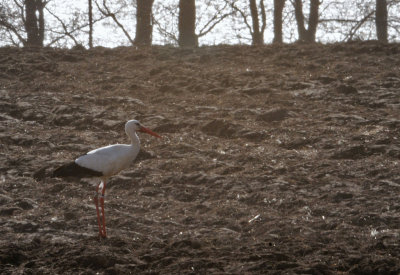 Vit stork