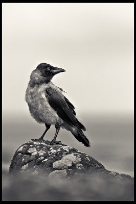 Crow