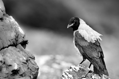 Crow