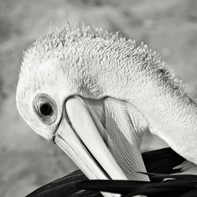 Pelican