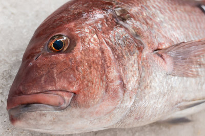 Fish market 
