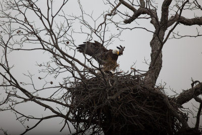 Llano Eagles-001.jpg