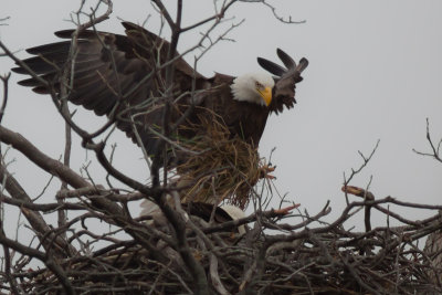 Llano Eagles-002.jpg