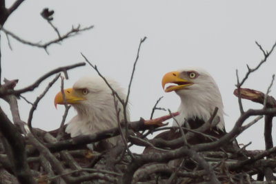 Llano Eagles-003.jpg