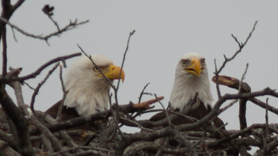 Llano Eagles-004.jpg