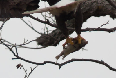 Llano Eagles-005.jpg