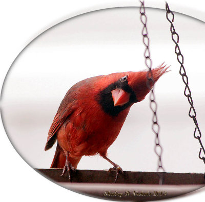 red_birds_2013
