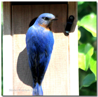 Blue birds-2013.jpg