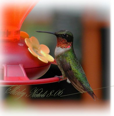 hummer-summer-5.jpg