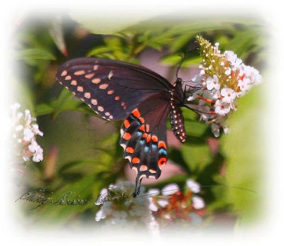 Black-swallowtail-11.jpg