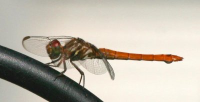 dragonfly-9-06.jpg