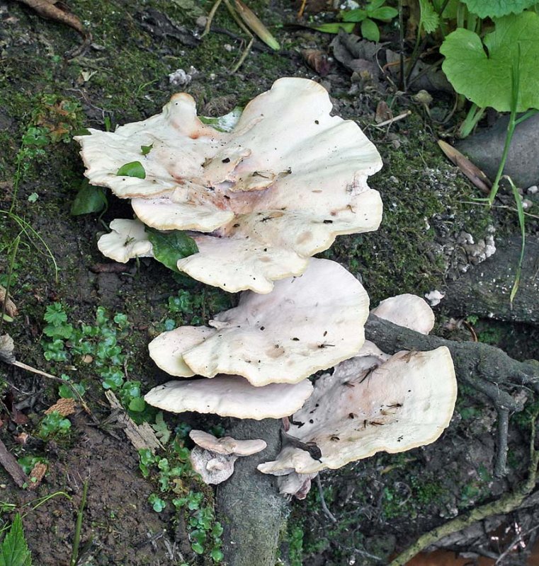 Abortiporus biennis Blushing Rosette Attenborough Jul-08 RR