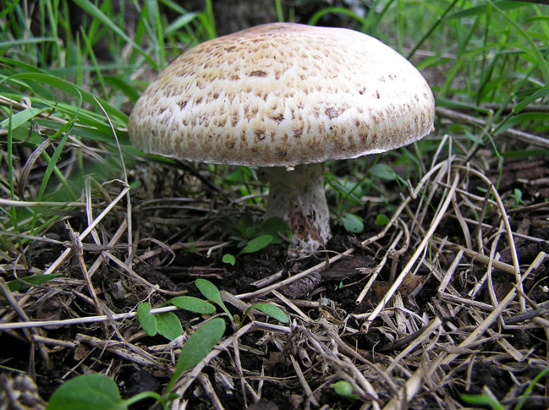 Agaricus augustus The Prince Hucknall 2006 Arthur Walters