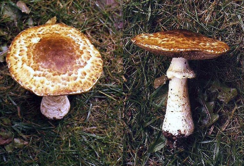 Agaricus_augustus The Prince Yew CarltonWood 2002 HW