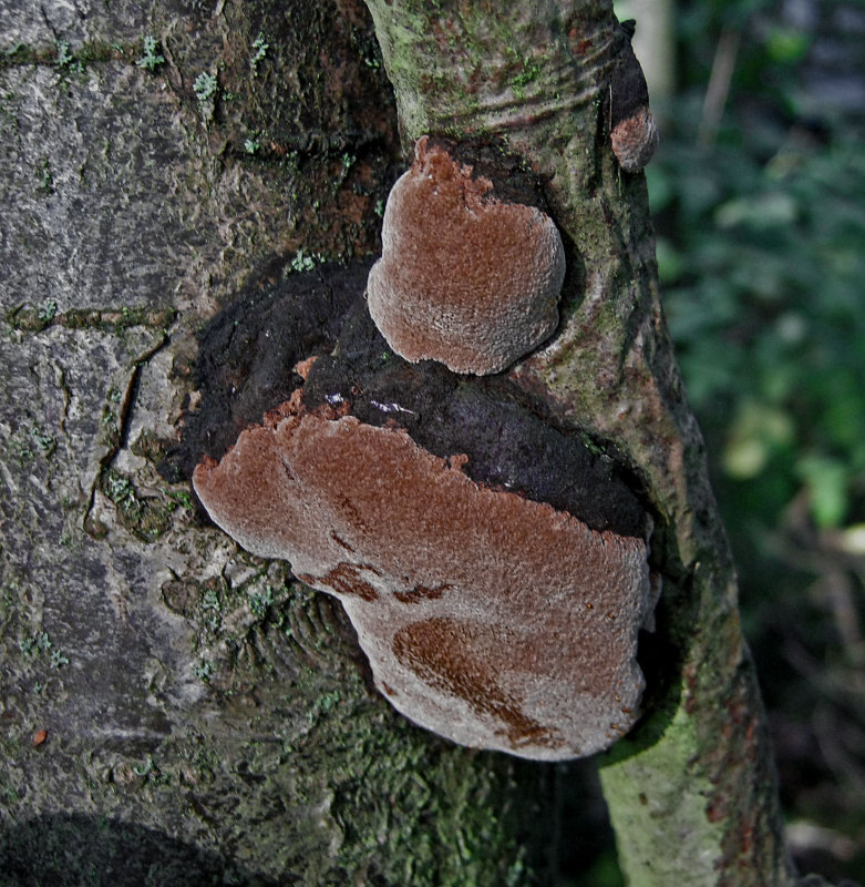 Fuscoporia ferruginosa unusually reflexed on trunk MillLakesBestwood Oct-12 HW