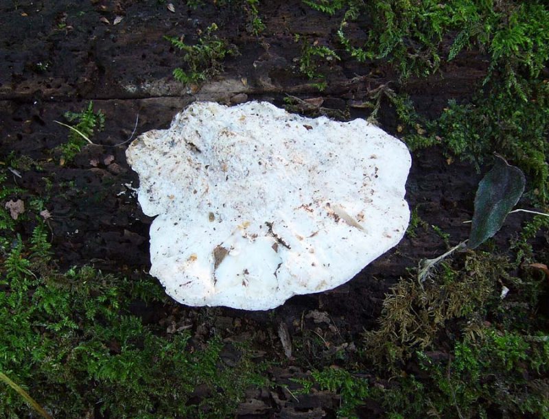 Tyromyces chioneus White cheese polypore on beech log Hodsock 11-06 HW