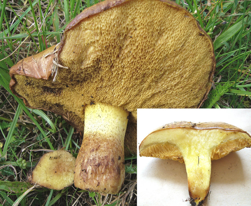 Suillus collinitus showing stem scales Scofton Pine Windbreak Aug-08 HW