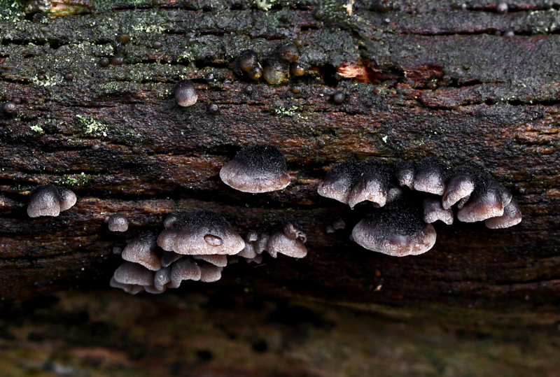 Resupinatus trichotis FoxcovertWood Nov-12