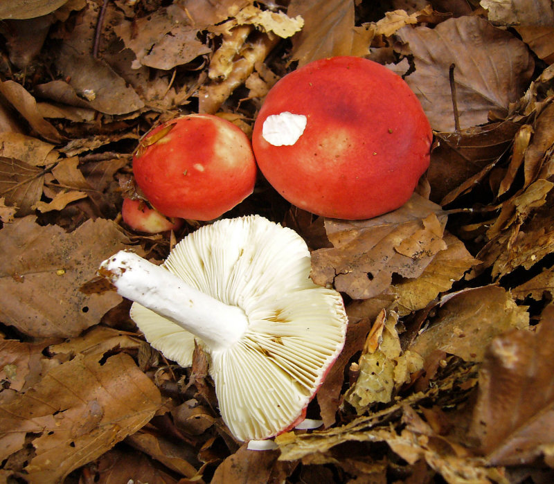 Russula nobilis under beech Drinking Pit Lane Sep-09 Howard Williams