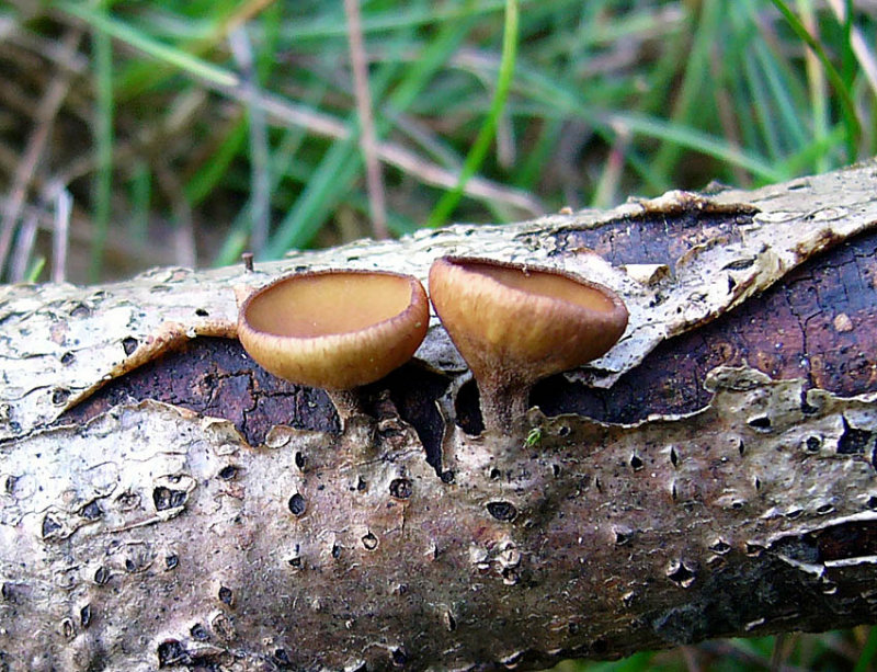 Rutstroemia firma Brown Cup on Oak Budby 11-06 HW.