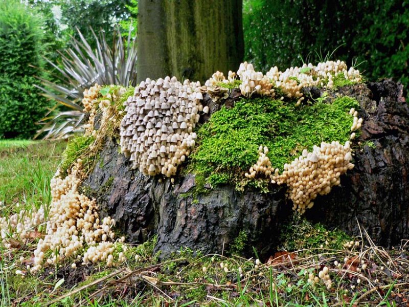 Coprinus disseminatus Fairy Inkcap TrentHouseGarden 21.8.06 AW