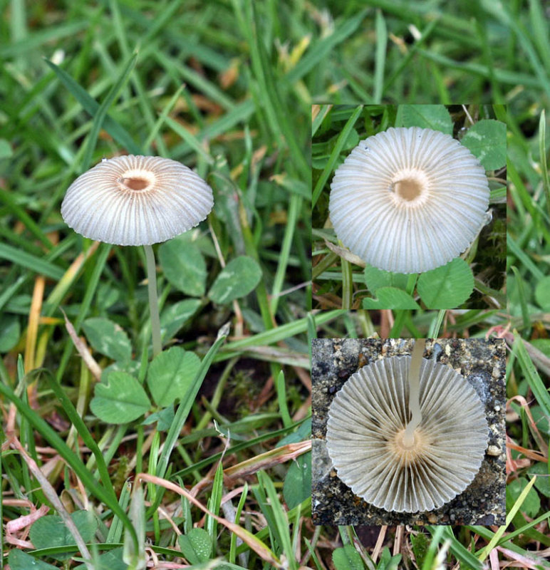 Coprinus plicatilis Pleated Inkcap Bramcote 14-7-07 RR