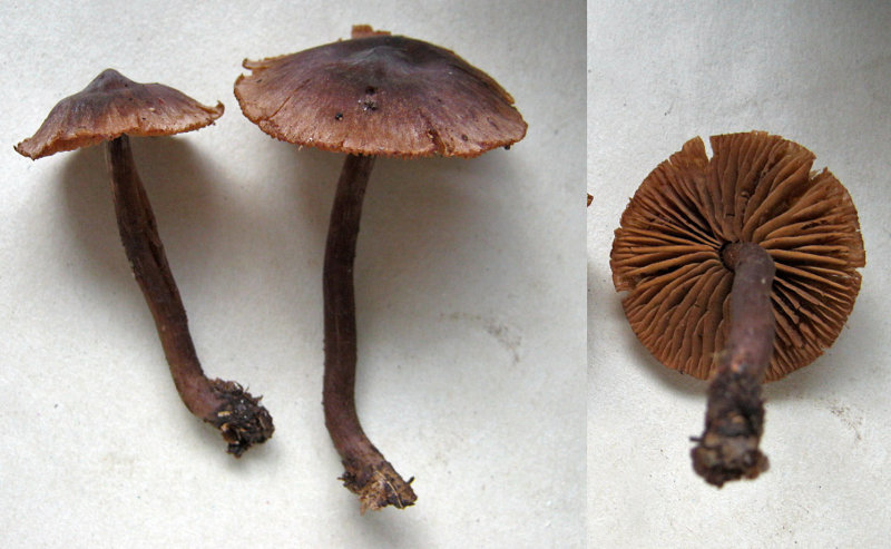 Cortinarius decipiens FoxcovertNR Nov-12