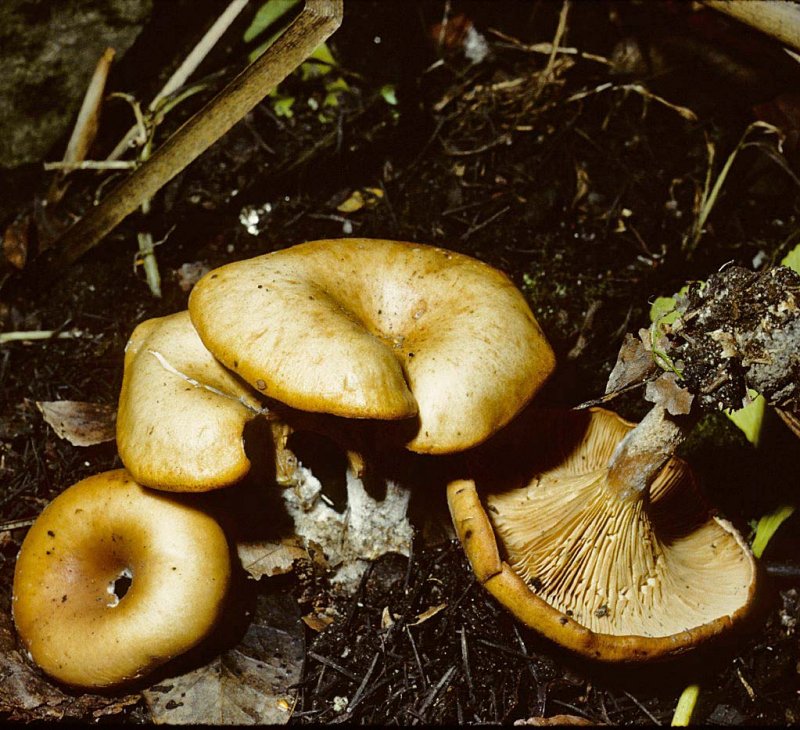 Clitocybe flaccida Pine University 6-11-83 HF