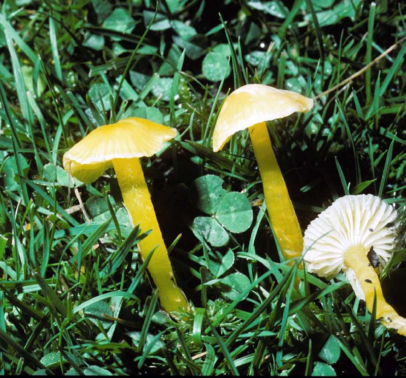 Hygrocybe chlorophana Golden Waxcap University 10-11-84 HF