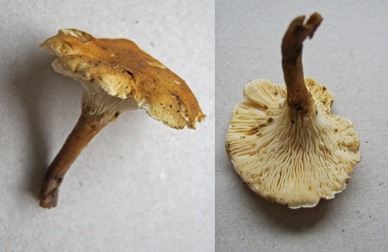 Hygrophoropsis pallida Walesby Scout Camp Oct-11 HW