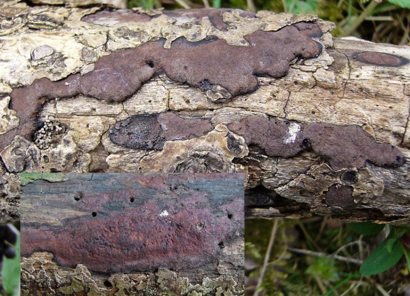 Hypoxylon petriniae Rusty Woodwart on ash BarrowHills 06-06 HW