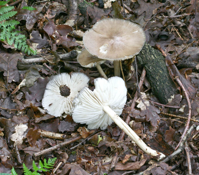 Megacollybia platyphylla White-laced Shank SherwoodForest 23-6-07 RR