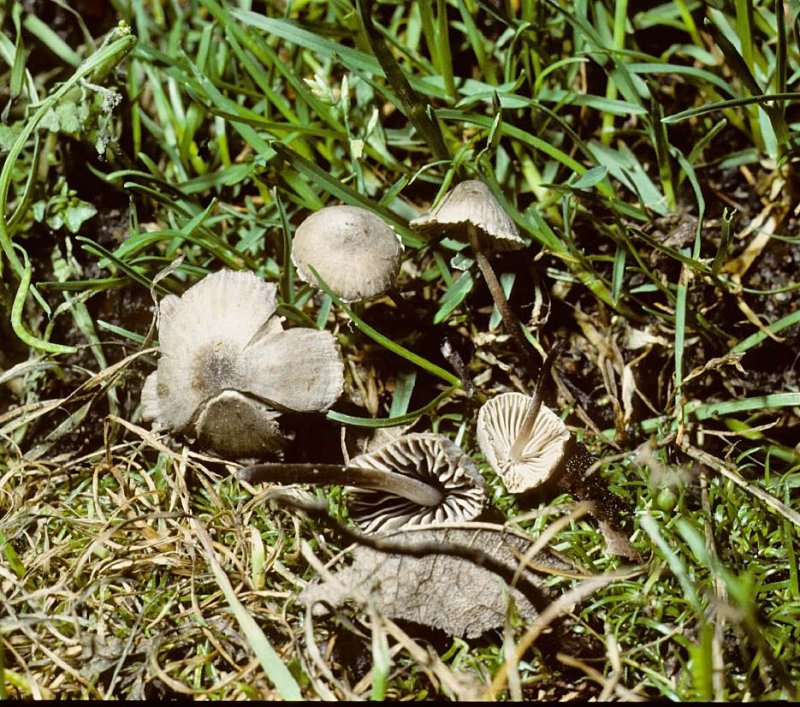 Mycena aetites Bonnet University 29-9-84 HF