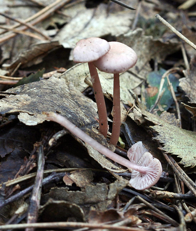 Mycena pearsoniana Conifer 24-7-07 RR