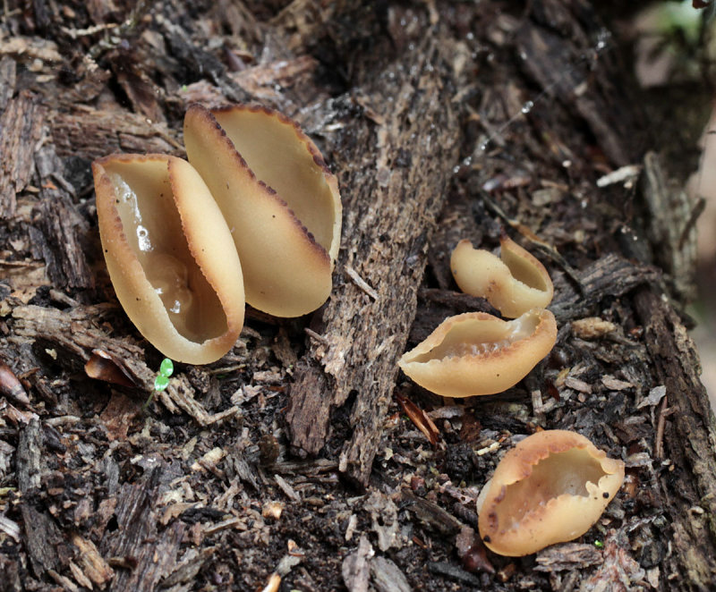 Peziza micropus on beech Hannah Park Wood Jul-11