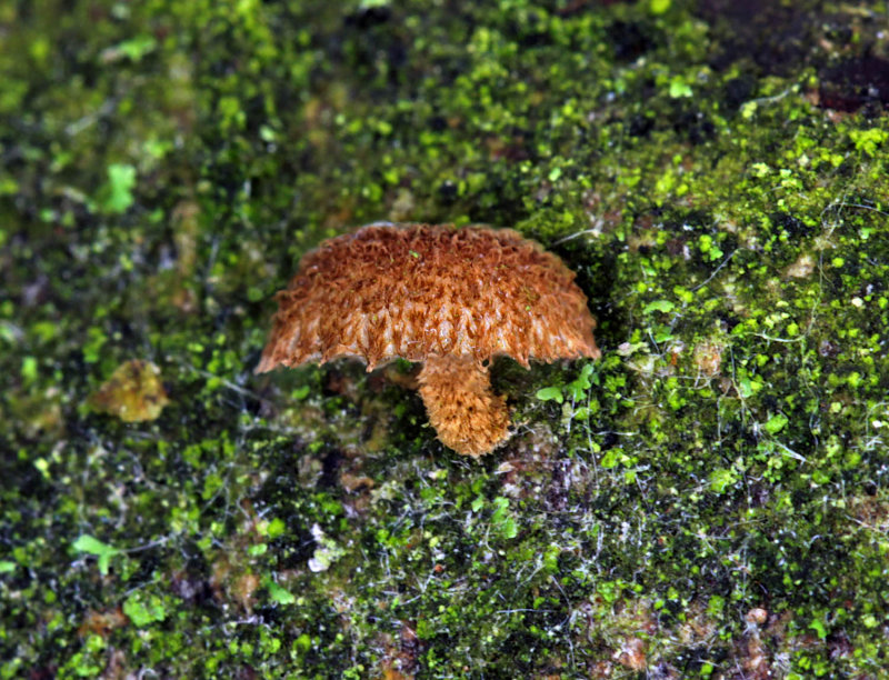 Phaeomarasmius erinaceus AttenboroughNR Jul-12