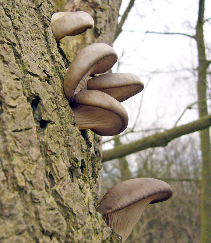 Pleurotus ostreatus Oyster Fungus on oak Lound Mar-10 Howard Williams