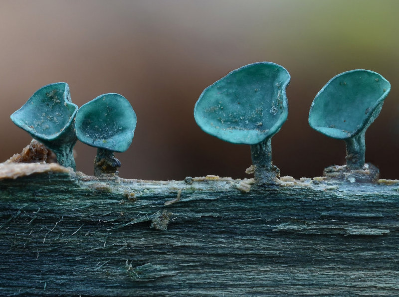 Chlorociboria aeruginascens Green Elf Cup EatonWood Dec-12 John Leach