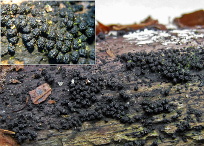 Bertia moriformis on beech GamstonWood May-12 HW