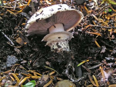 Agaricus bitorquis TrentHouseGarden 08-05 AW