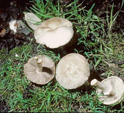 Agaricus comtulus University 15-9-84 HF